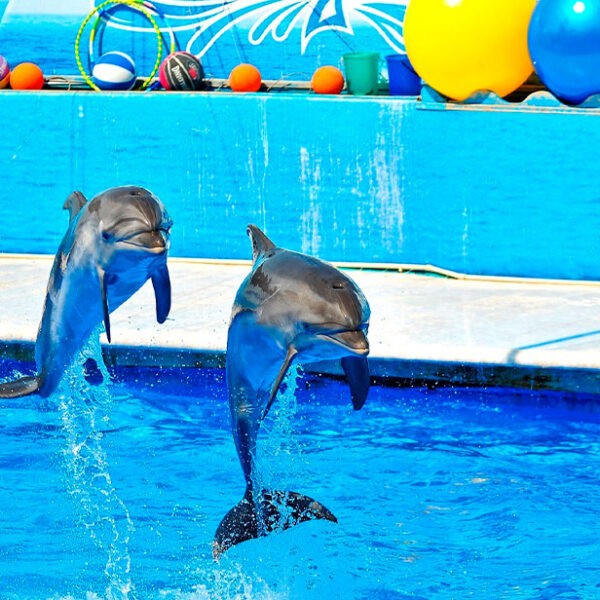 Дельфинарий на большом Утрише