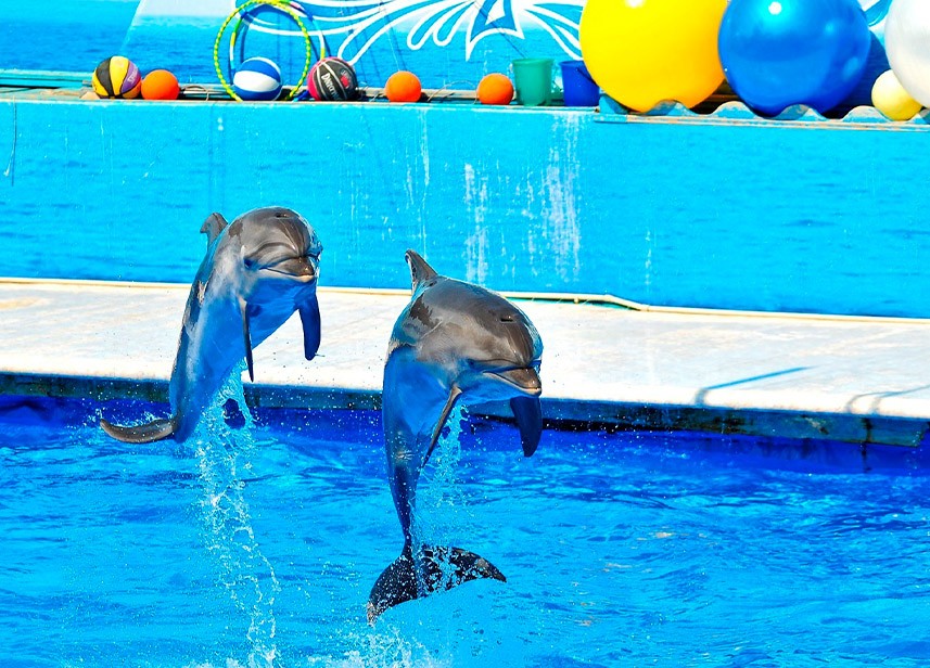 Дельфинарий на большом Утрише